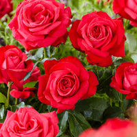 Grootbloemige roos Rosa 'Dame De Coeur'® Rood  - Bare rooted - Winterhard - Nieuw outdoor