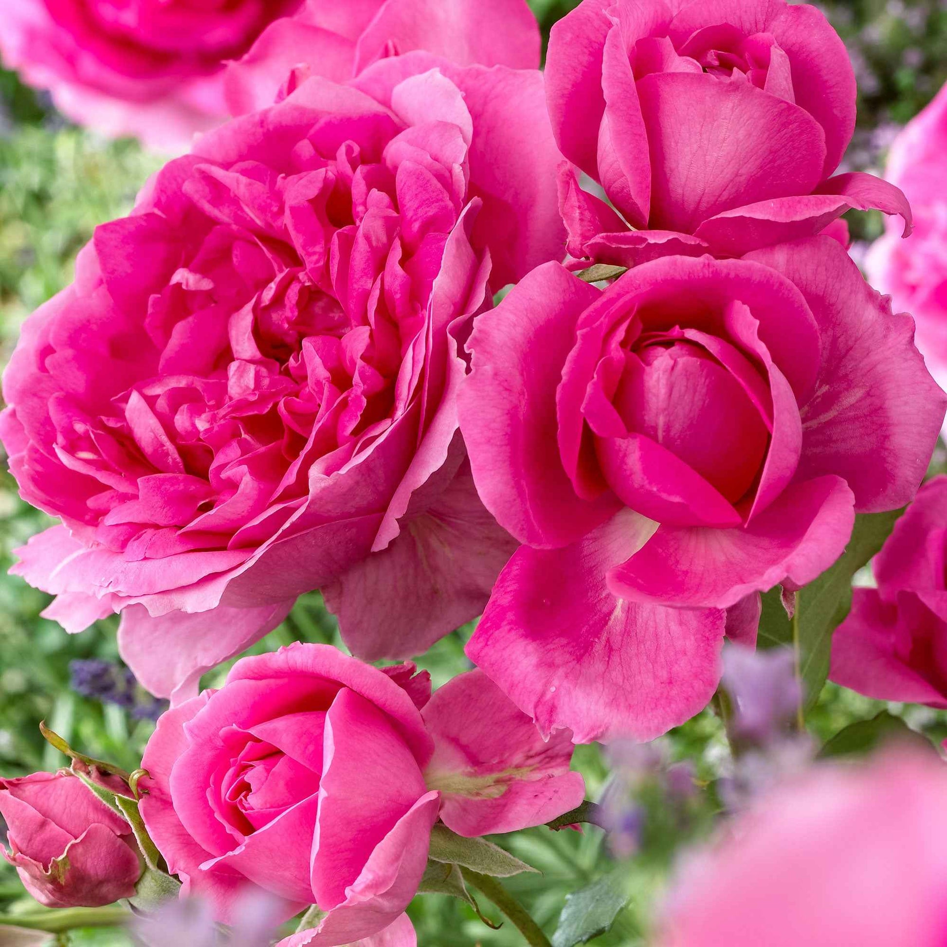 Trosroos Rosa 'Deutsche Welle' roze - Bare rooted - Winterhard - Plant eigenschap