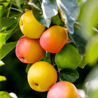 Appelboom Malus 'Sweet Summer' - Winterhard - Fruit