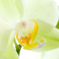 Vlinderorchidee Phalaenopsis 'Cali' Wit-Geel - Diervriendelijke kamerplanten
