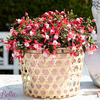 3x Fuchsia 'Evita' rood-wit - Balkonplanten