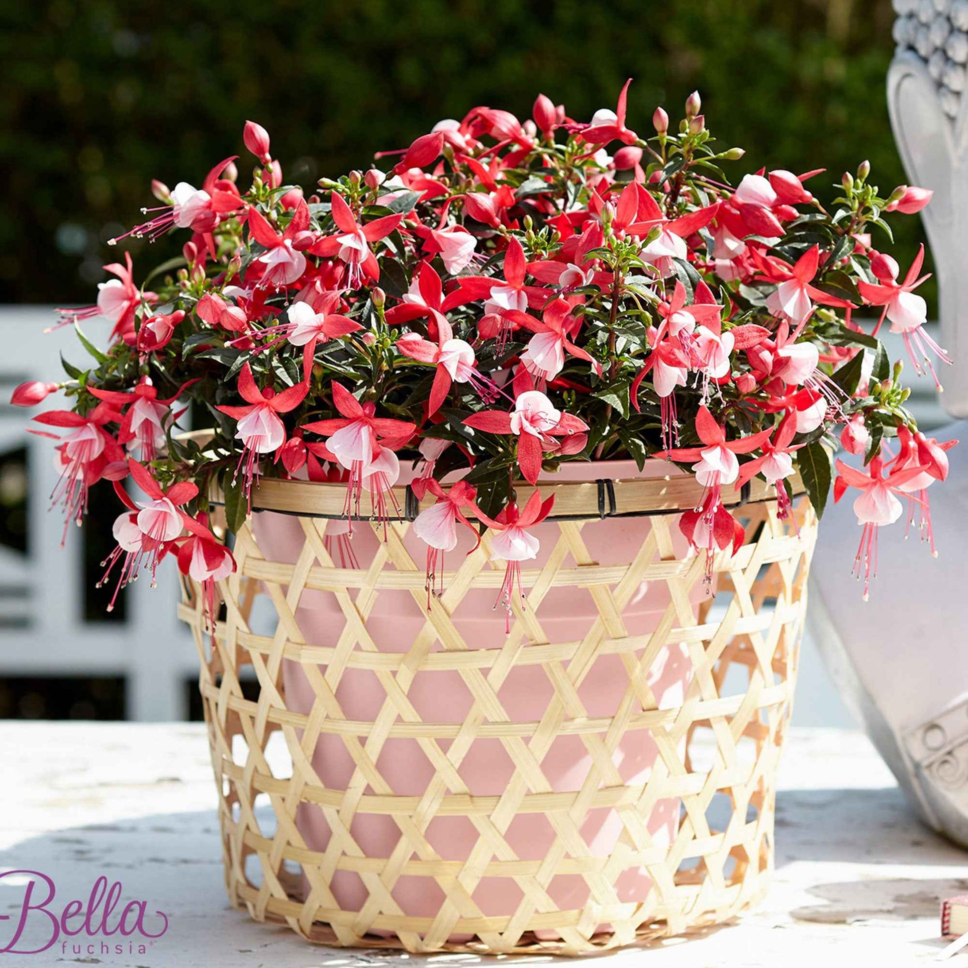 3x Fuchsia 'Evita' rood-wit - Balkonplanten