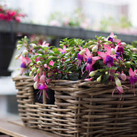 3x Fuchsia 'Mariska' paars-roze - Balkonplanten