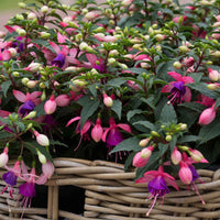 3x Fuchsia 'Mariska' paars-roze - Fuchsia