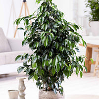 Treurvijg Ficus benjamina 'Danielle' incl. rieten mand naturel - Groene kamerplanten