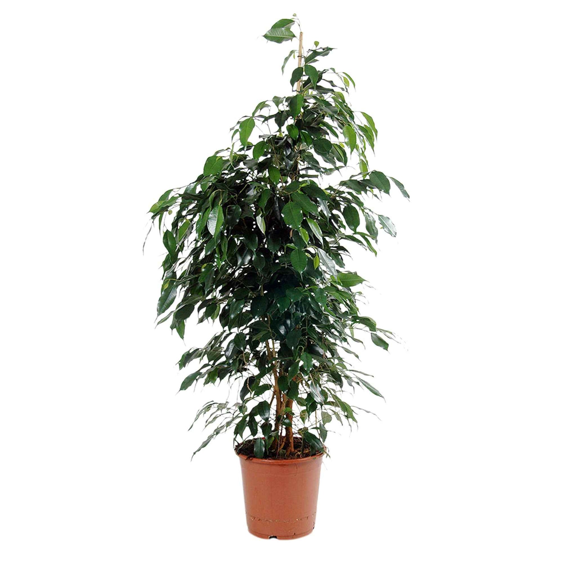 Treurvijg Ficus benjamina 'Daniëlle' - Huiskamerplanten