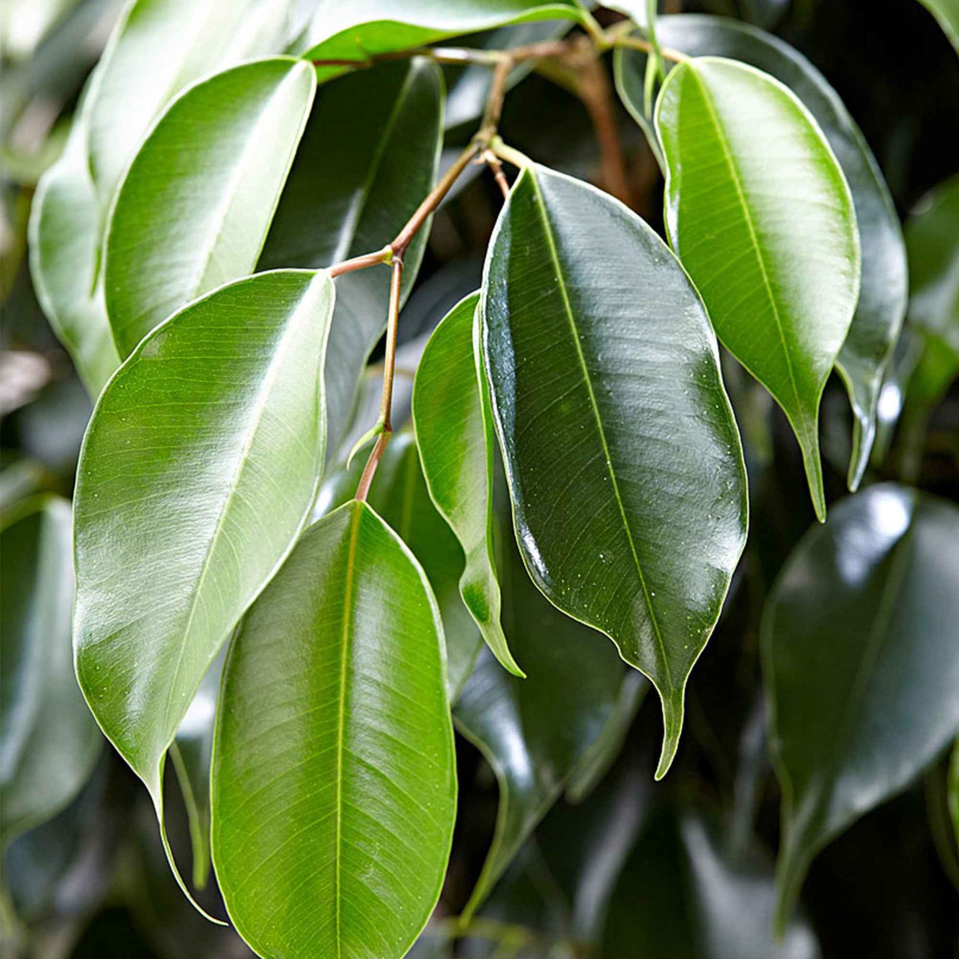 Treurvijg Ficus benjamina 'Daniëlle' - Hippe kamerplanten
