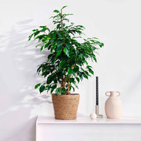 Treurvijg Ficus benjamina 'Daniëlle' - Groene kamerplanten