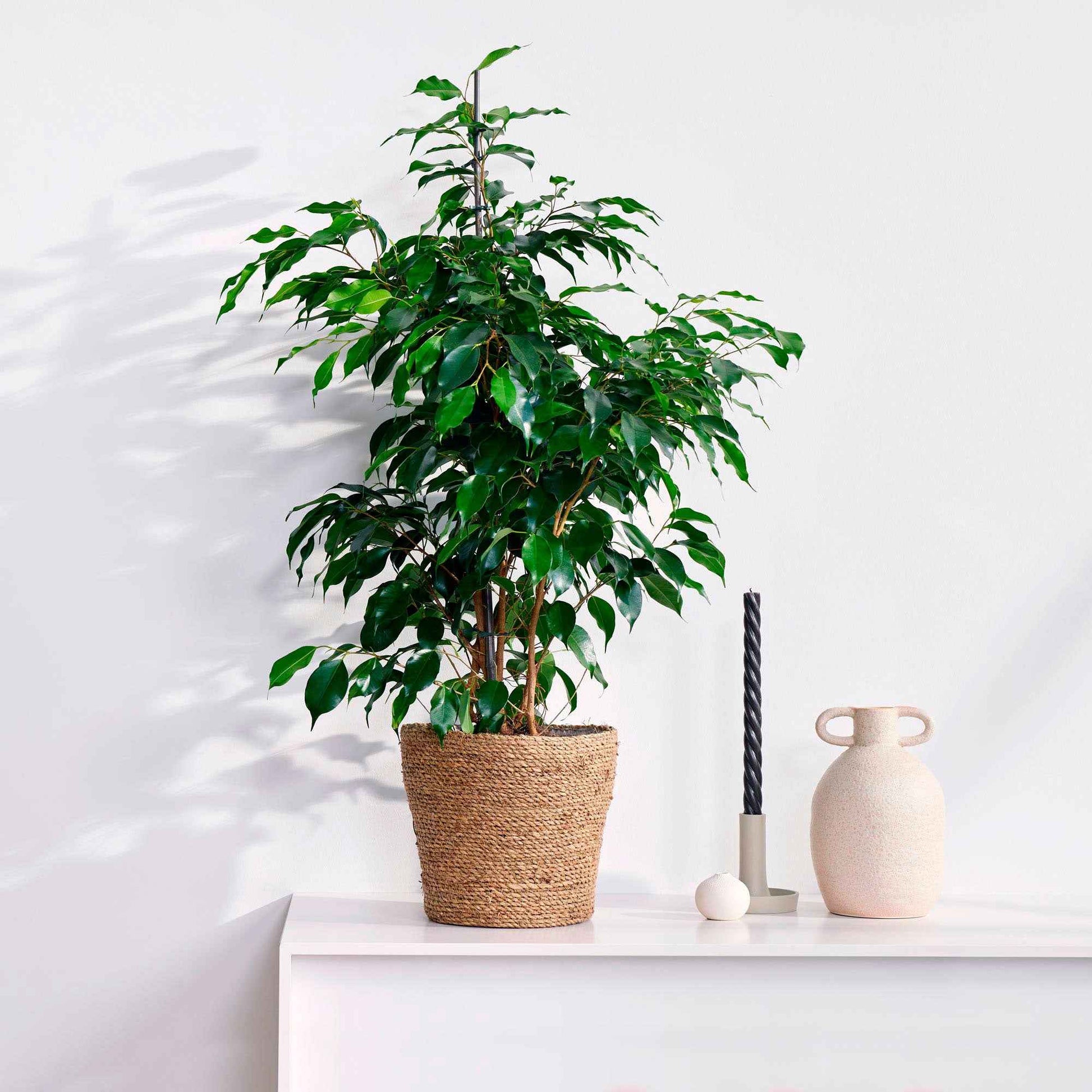 Treurvijg Ficus benjamina 'Daniëlle' - Grote kamerplanten