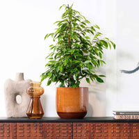 Treurvijg Ficus benjamina 'Anastasia' - Groene kamerplanten