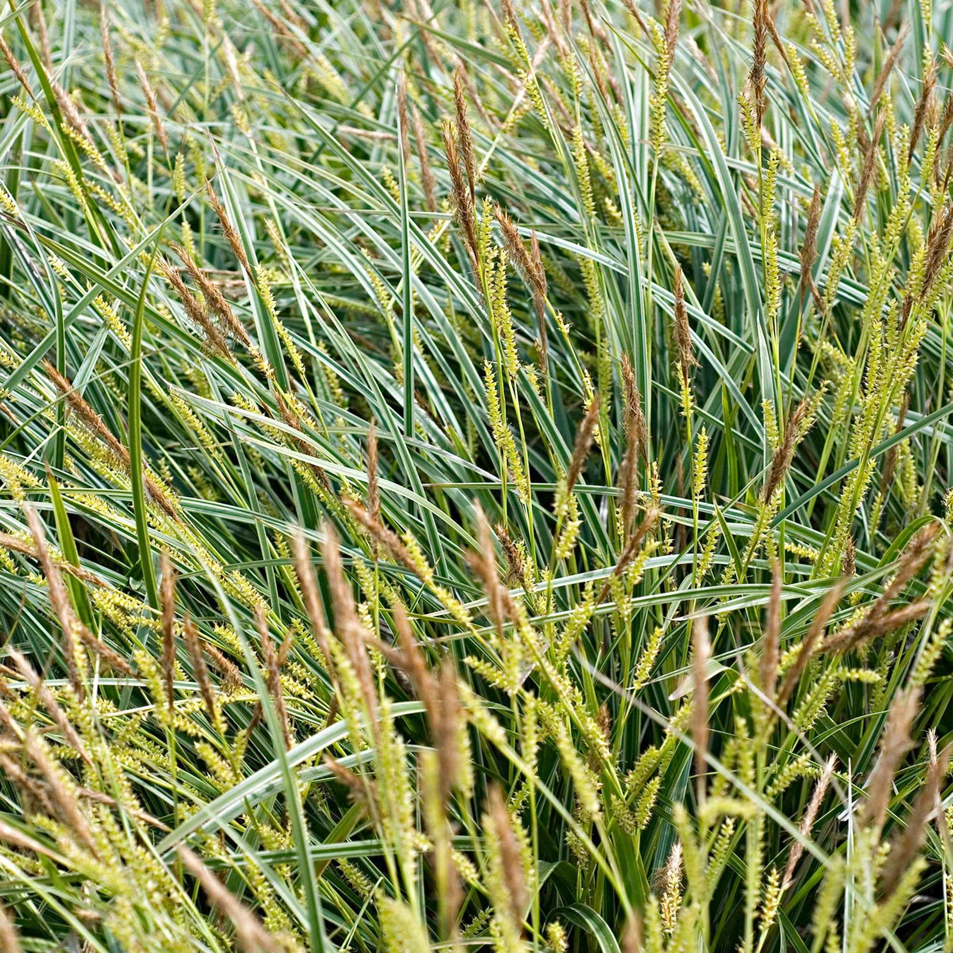 Zegge Carex 'Ice Dance' geel-groen - Winterhard - Groenblijvende tuinplanten