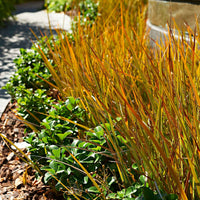 2x Zegge Carex 'Prairie Fire' groen-bruin incl. sierpot grijs - Alle vaste tuinplanten