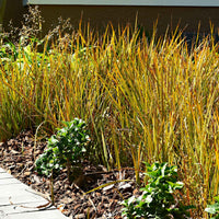 2x Zegge Carex 'Prairie Fire' groen-bruin incl. sierpot zwart - Alle tuinplanten in pot