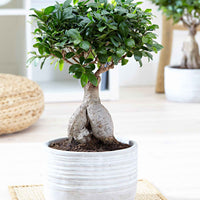Bonsai Ficus 'Ginseng' incl. betonnen sierpot - Binnenplanten in sierpot