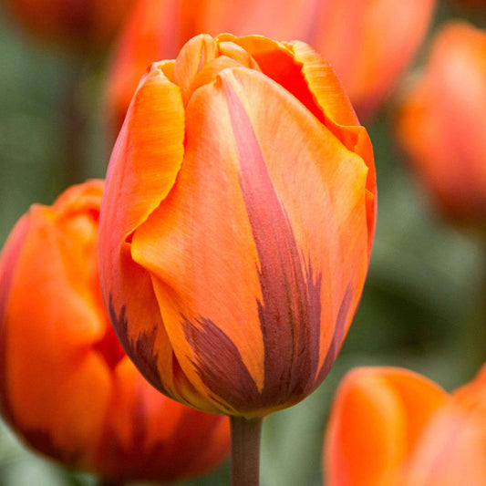 15x Tulpen Tulipa 'Prinses Irene' oranje - Alle bloembollen