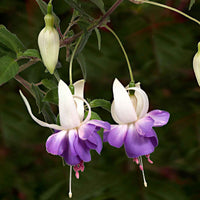 3x Fuchsia 'Delta Sarah' paars-wit - Winterhard - Borderplanten