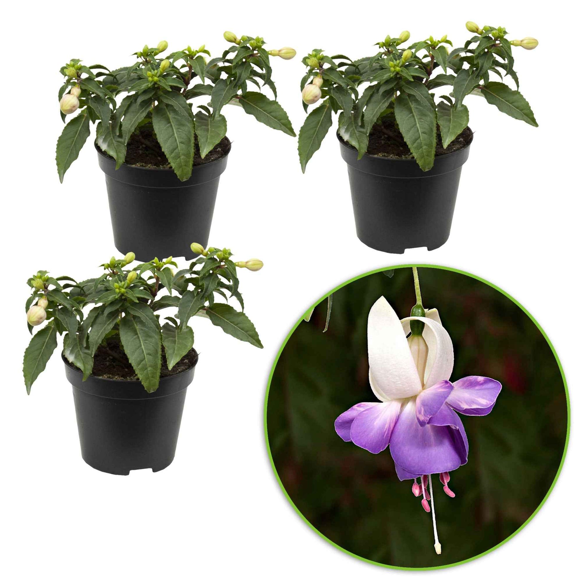 3x Fuchsia 'Delta Sarah' paars-wit - Winterhard - Buitenplant in pot cadeau