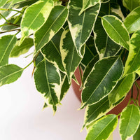 2x Treurvijg Ficus benjamina 'Kinky' - Groene kamerplanten