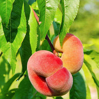 Wilde perzikboom Prunus 'Donut' - Winterhard - Perzik