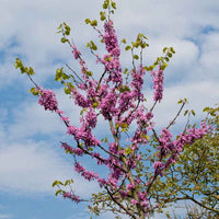 Wilde perzikboom Prunus 'Donut' - Winterhard - Moestuin