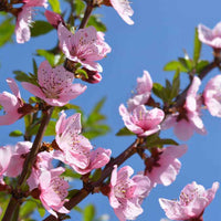 Wilde perzikboom Prunus 'Donut' - Winterhard - Fruitbomen