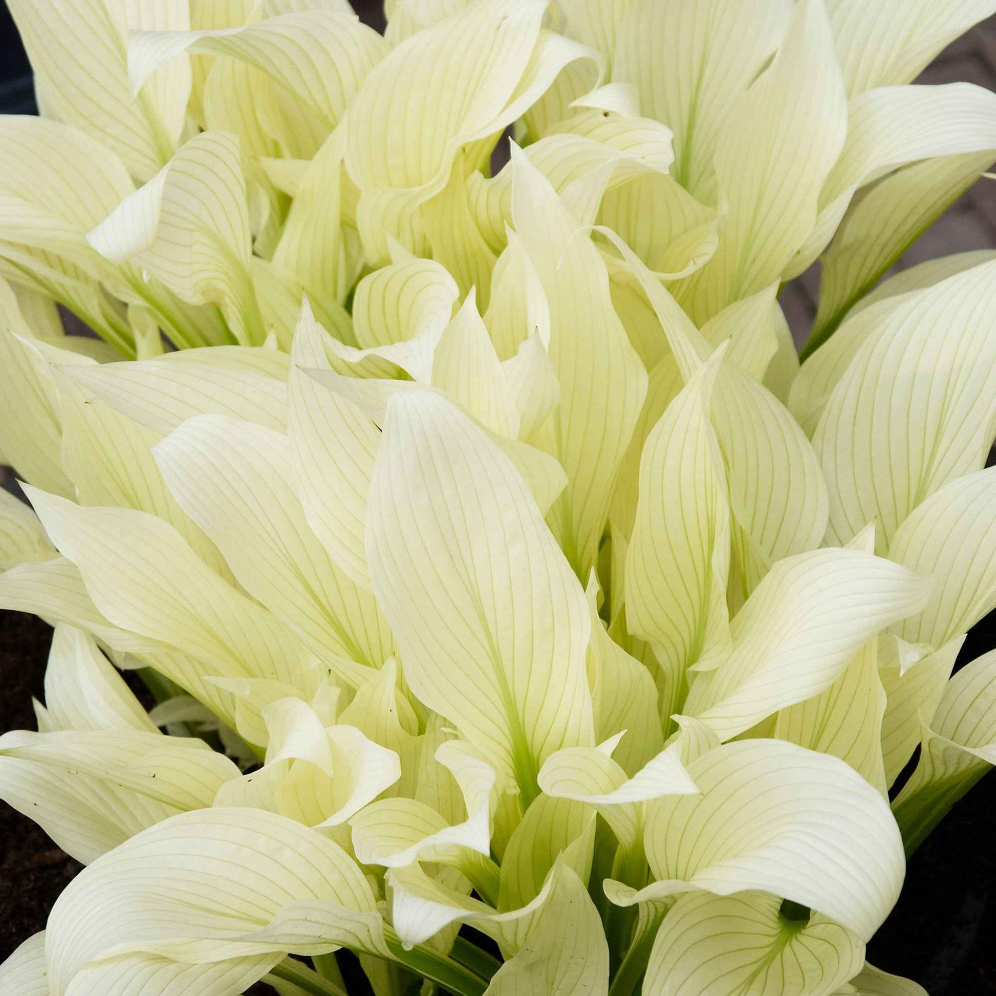2 Hartlelie Hosta  'White Feather' Wit-Groen  - Bare rooted - Winterhard - Plant eigenschap