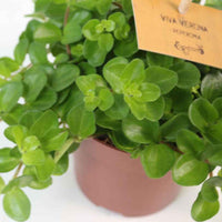Zwanekroos Peperomia rotundifolia  - Hangplant - Hangplanten
