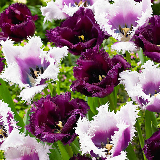 15x Gefranjerde tulpen Tulipa - Mix 'Van Gogh' paars-wit - Alle bloembollen