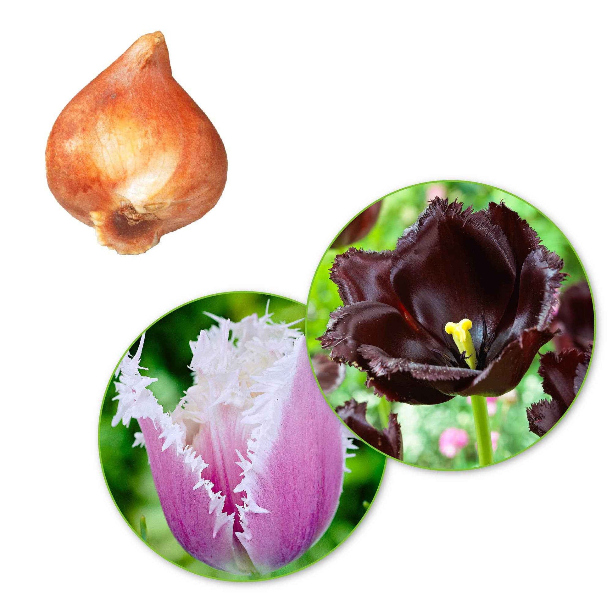 15x Gefranjerde tulpen Tulipa - Mix 'Van Gogh' paars-wit - Alle populaire bloembollen