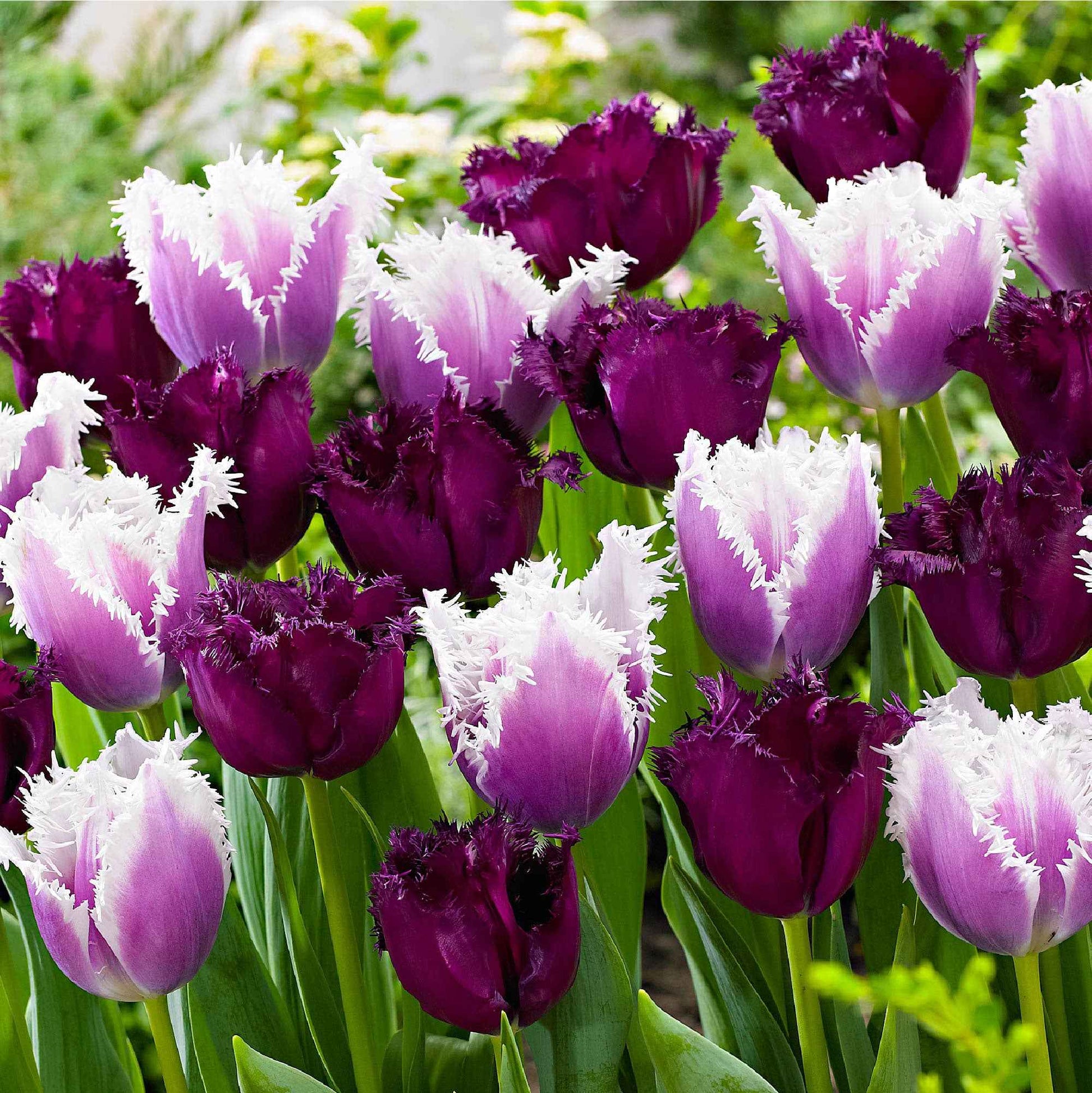 15x Gefranjerde tulpen Tulipa - Mix 'Van Gogh' paars-wit - Bloembollen