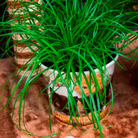 Kattengras Cyperus 'Zumula' - Groene kamerplanten