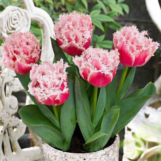 100x Gefranjerde dubbele tulpen 'Queensland' Roze-Wit - Alle bloembollen