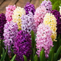 50x Hyacint - Mix - Alle populaire bloembollen