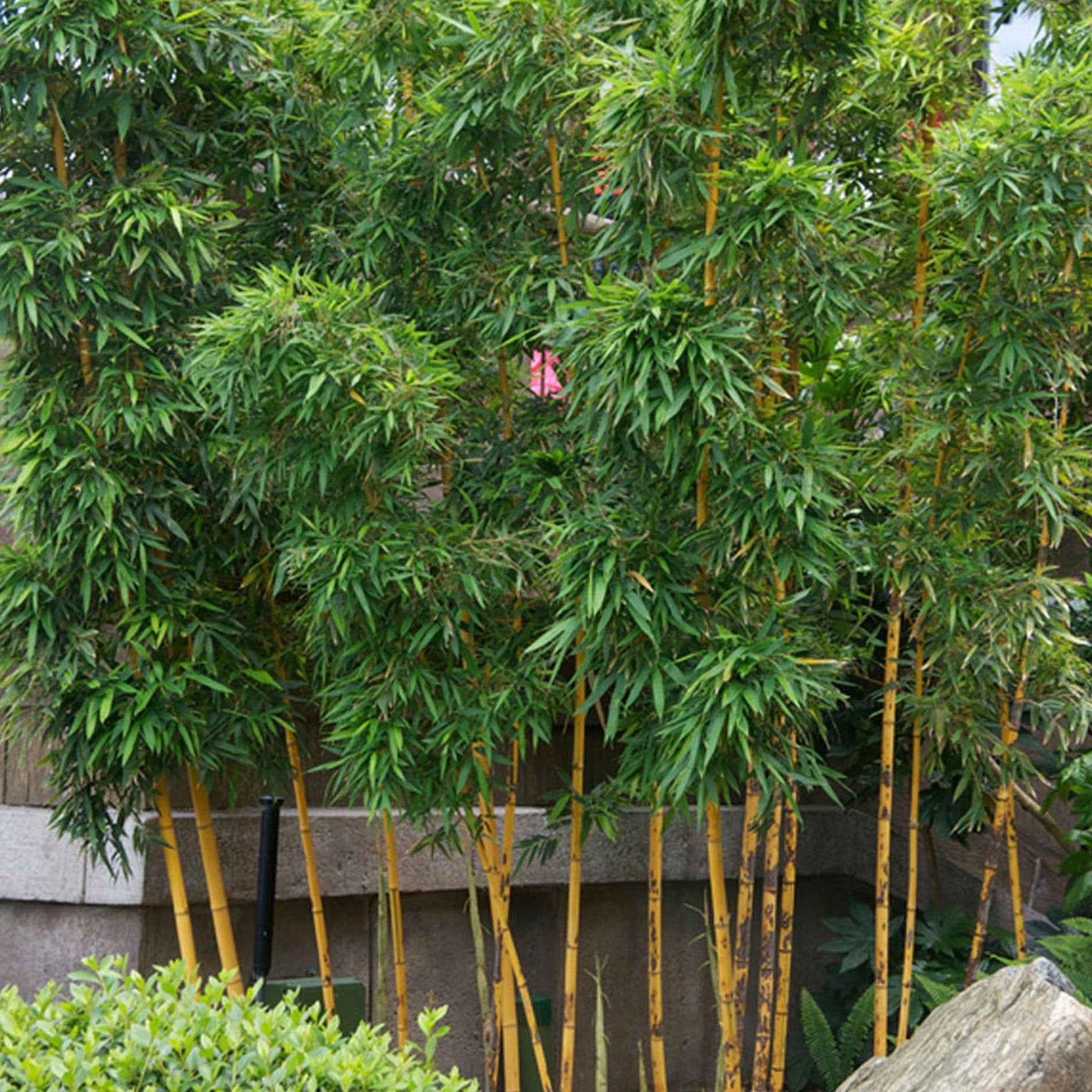 Bamboe Phyllostachys geel-groen - Winterhard - Alle Bamboe