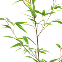 Bamboe Phyllostachys geel-groen - Winterhard - Bamboe