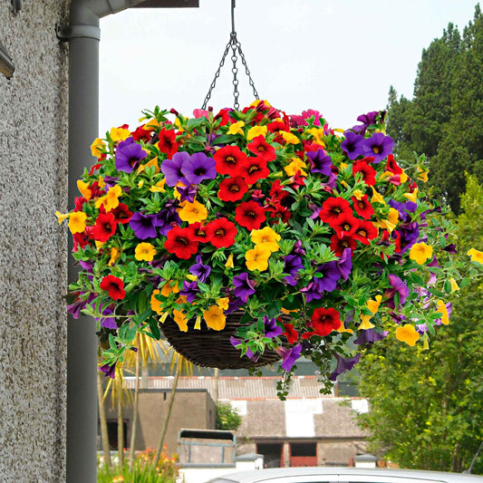 3x Mini petunia Calibrachoa - Mix 'Bolero' rood-geel-blauw - Balkonplanten