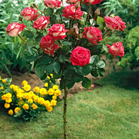 Stamroos Rosa 'Nostalgie'®  Meerkleurig - Winterhard - Geurende rozen