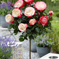 Stamroos Rosa 'Nostalgie' rood-wit - Bare rooted - Winterhard - Geurende rozen