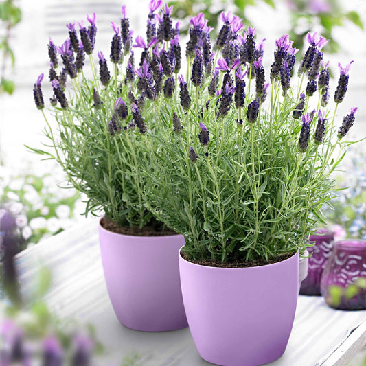 Lavendel Lavandula 'Anouk' Paars - Winterhard - Alle vaste tuinplanten