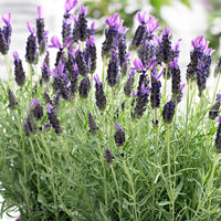 Lavendel Lavandula 'Anouk' Paars - Winterhard - Groenblijvende tuinplanten