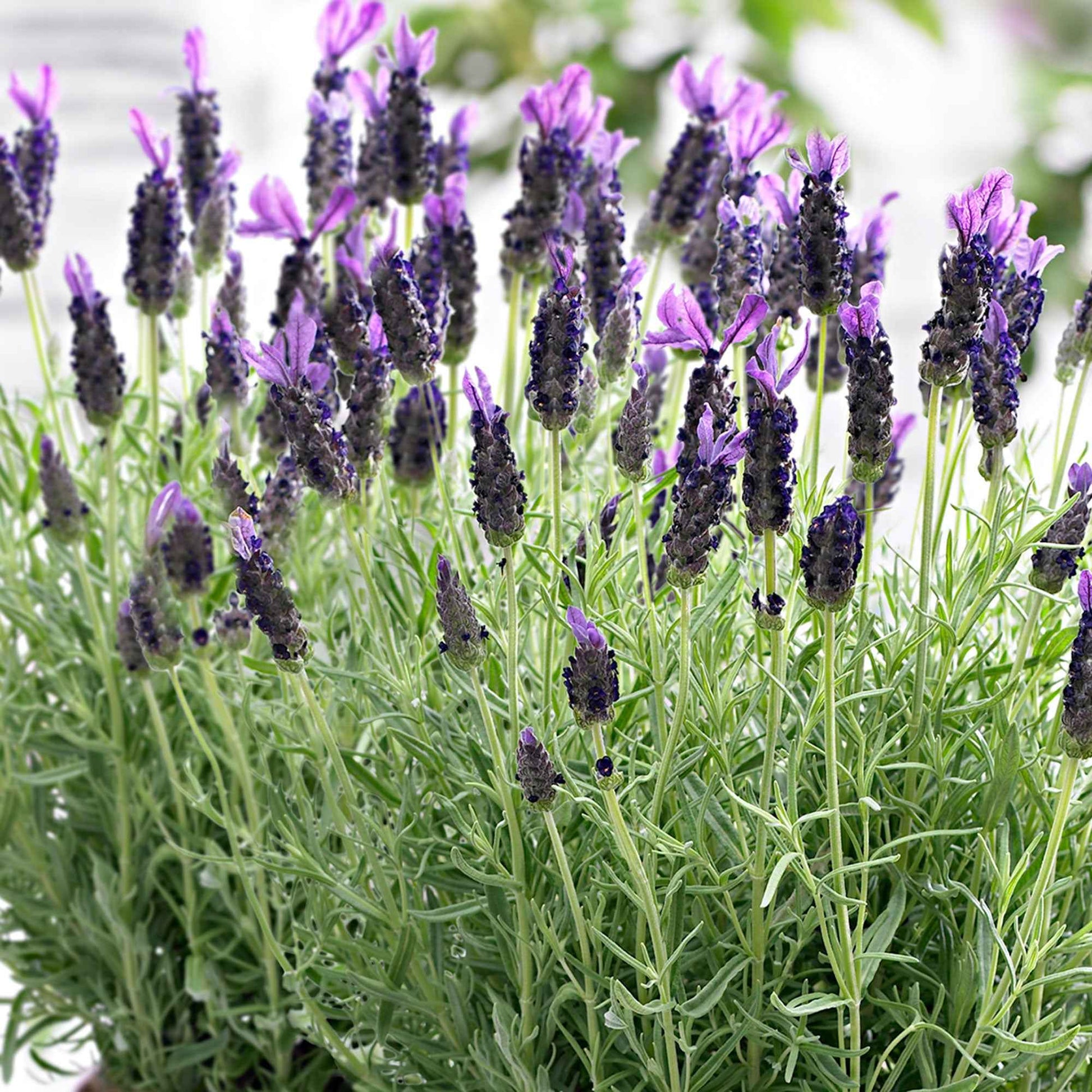 Lavendel Lavandula 'Anouk' Paars - Winterhard - Groenblijvende tuinplanten