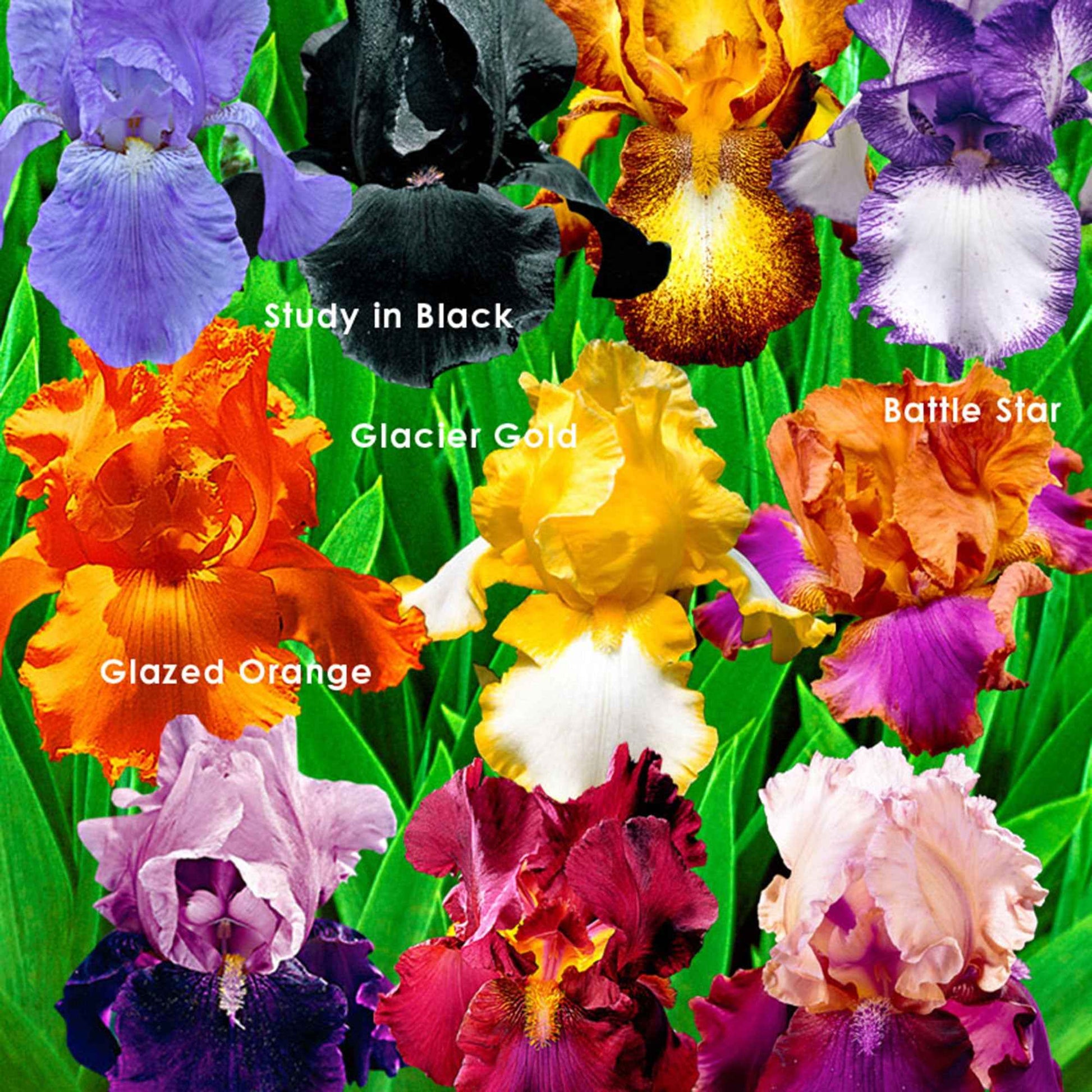 10x Iris germanica - Mix 'Flowertastic' - Bare rooted - Winterhard - Bijvriendelijke borderpakketten