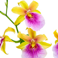 Orchidee Miltonia 'Sunset' Geel-Paars - Bloeiende kamerplanten