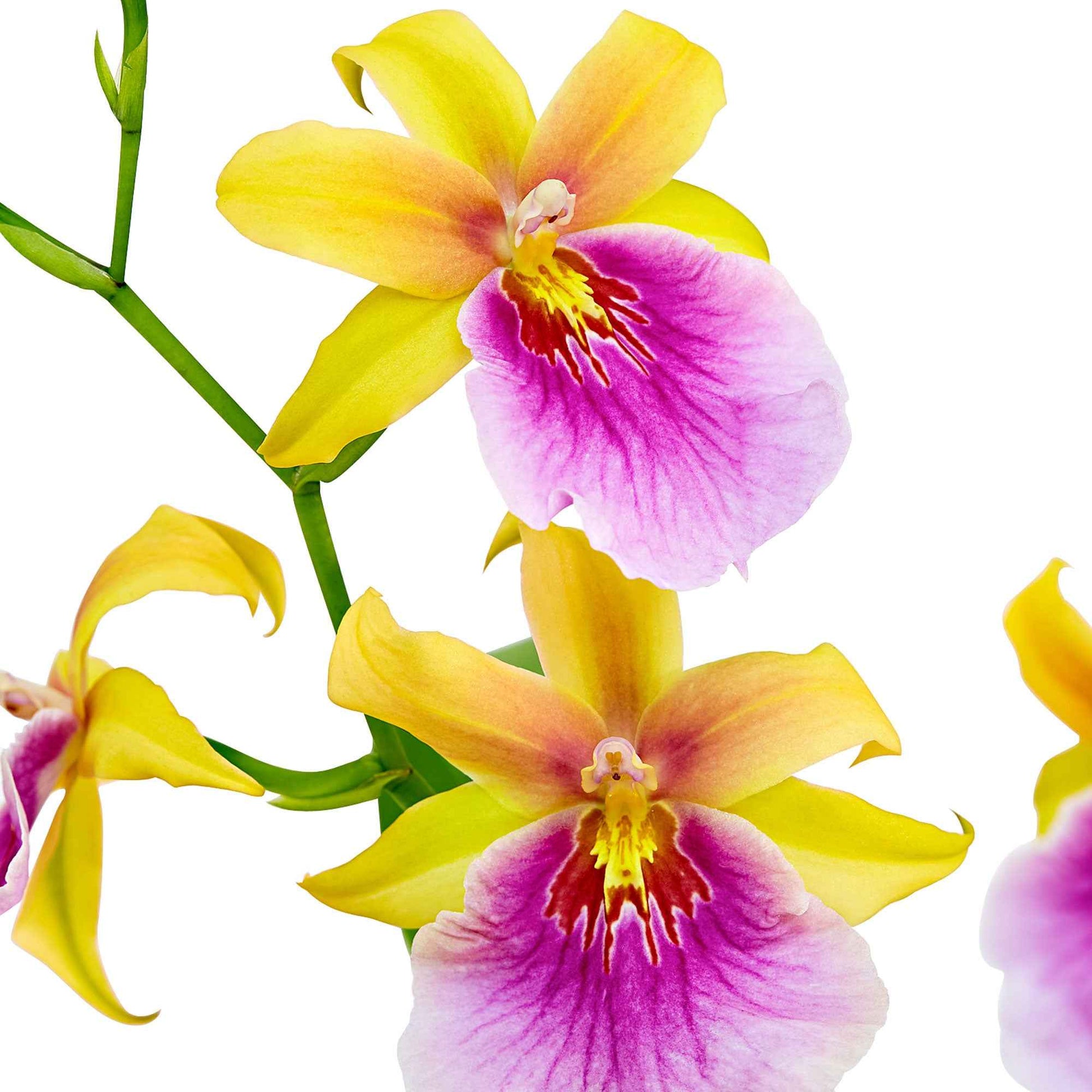 Orchidee Miltonia 'Sunset' Geel-Paars - Huiskamerplanten