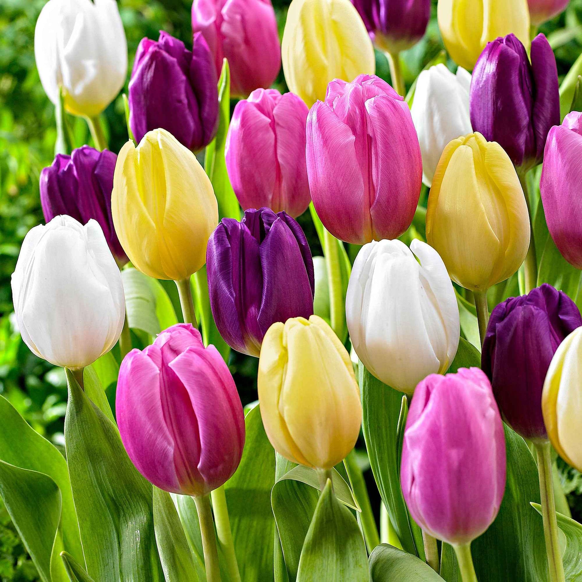 20x Tulpen Tulipa - Mix 'Regenboog' - Tulpen