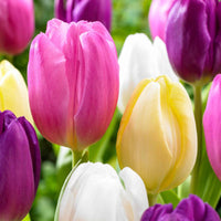 20x Tulpen Tulipa - Mix 'Regenboog' - Populaire bloembollen