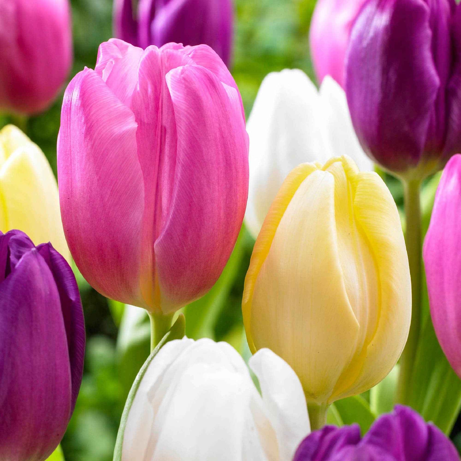 20x Tulpen Tulipa - Mix 'Regenboog' - Tulpen - Tulipa