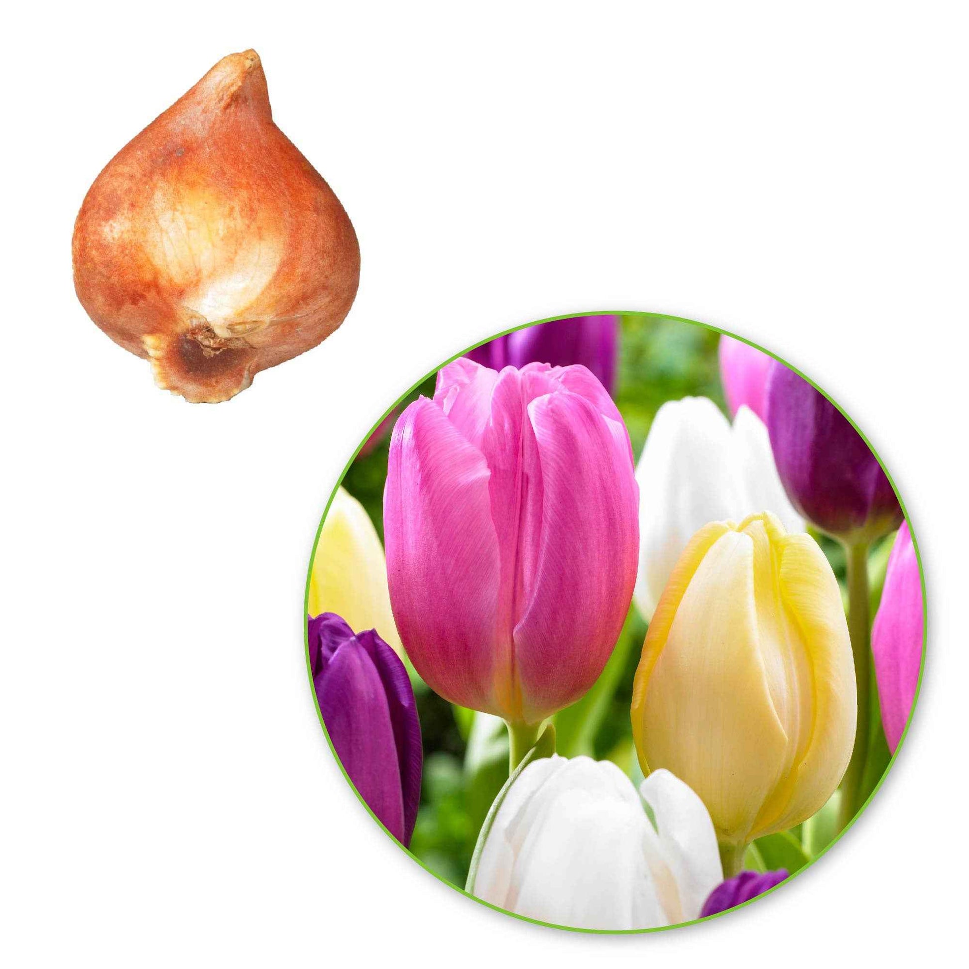20x Tulpen Tulipa - Mix 'Regenboog' - Alle populaire bloembollen