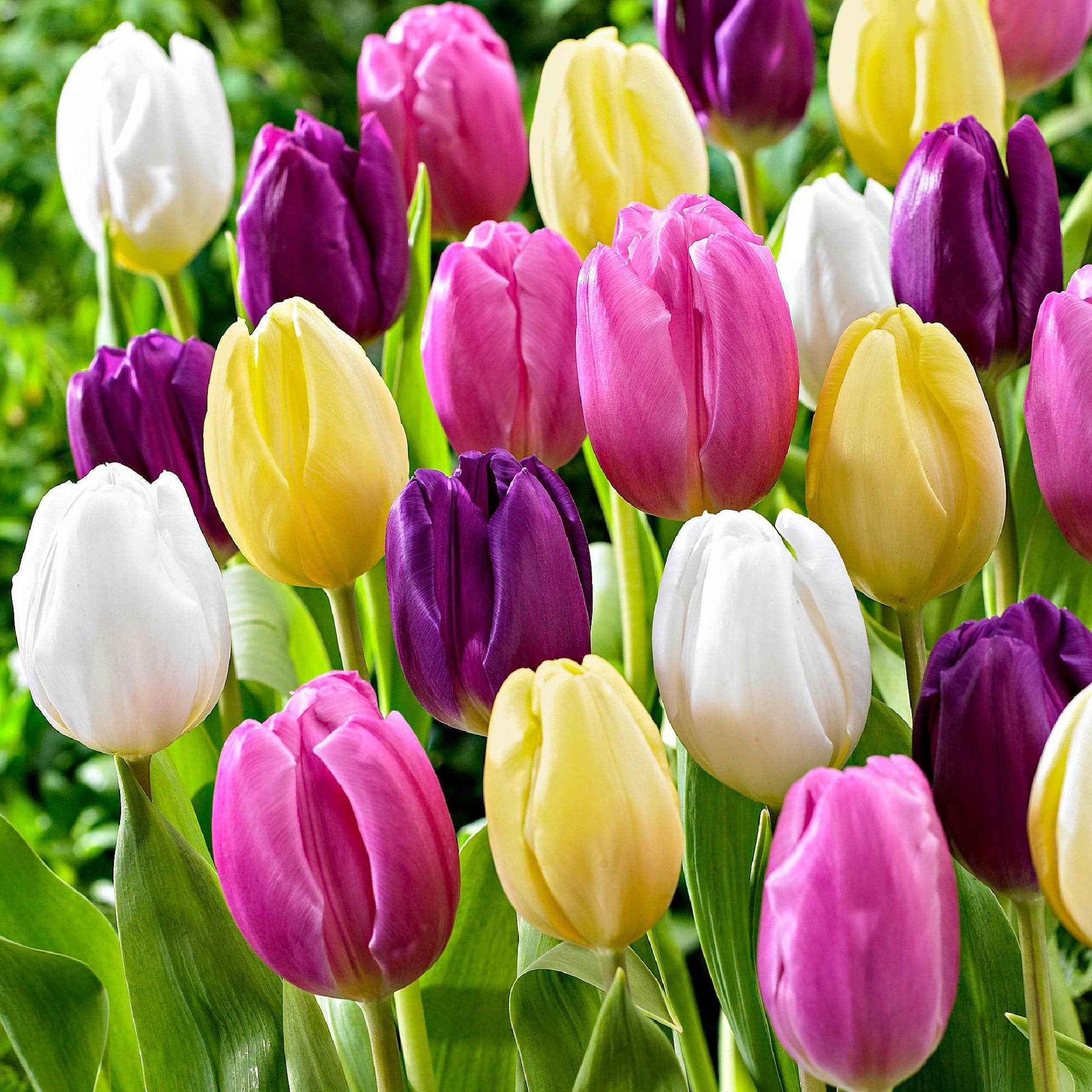 20x Tulpen Tulipa - Mix 'Regenboog' - Alle bloembollen