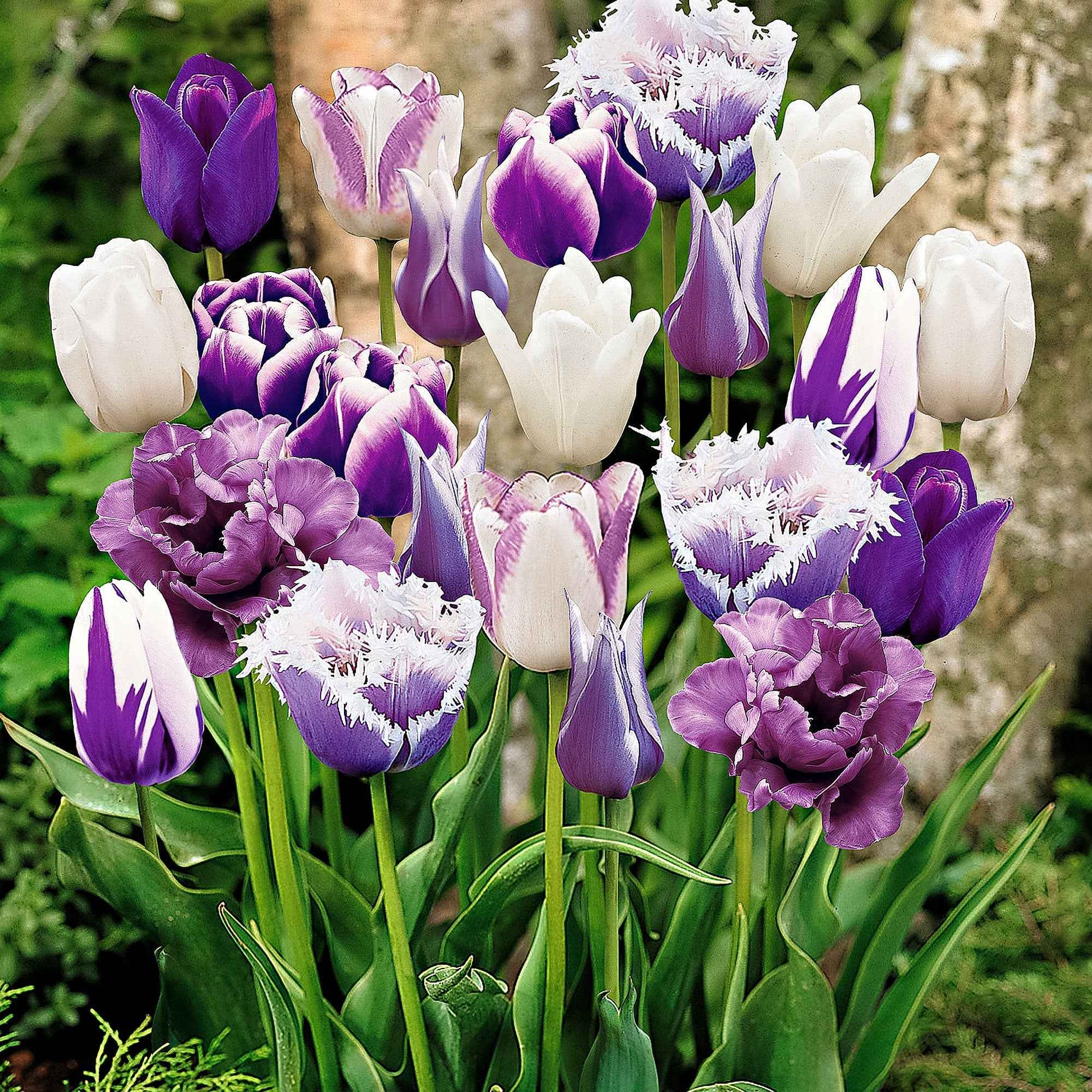 15x Tulpen Tulipa - Mix 'Paradise' paars-wit - Alle populaire bloembollen